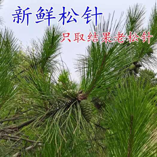 贵州黔西南松针，
