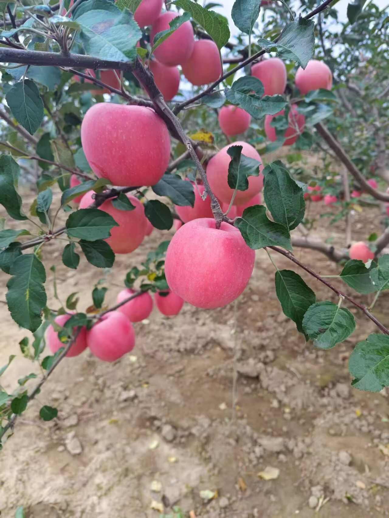 甘肃天水秦安红富士