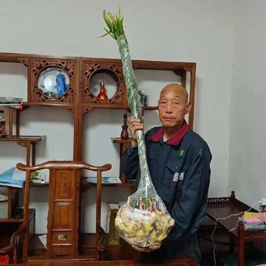 清丰县青苗姜单株重量已达6斤以上 仔姜 嫩姜 母姜 老姜 生姜