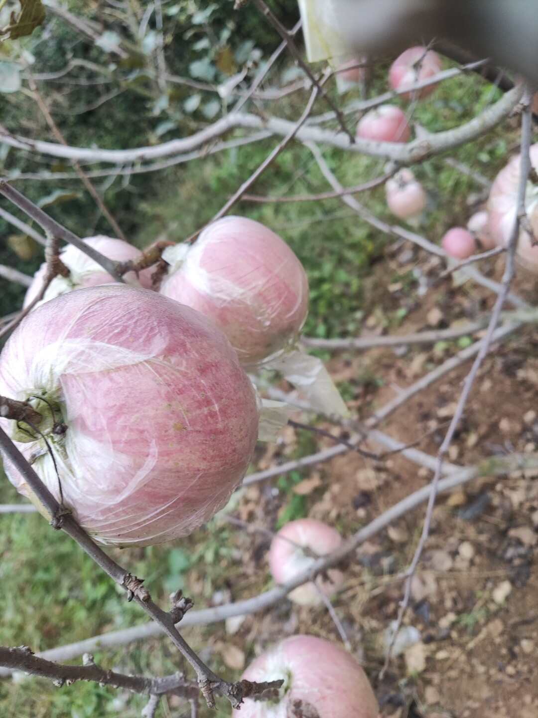红富士苹果口感脆甜多汁