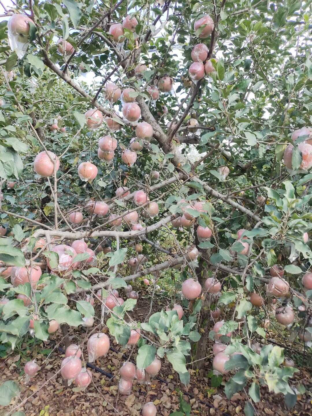 红富士苹果口感脆甜多汁