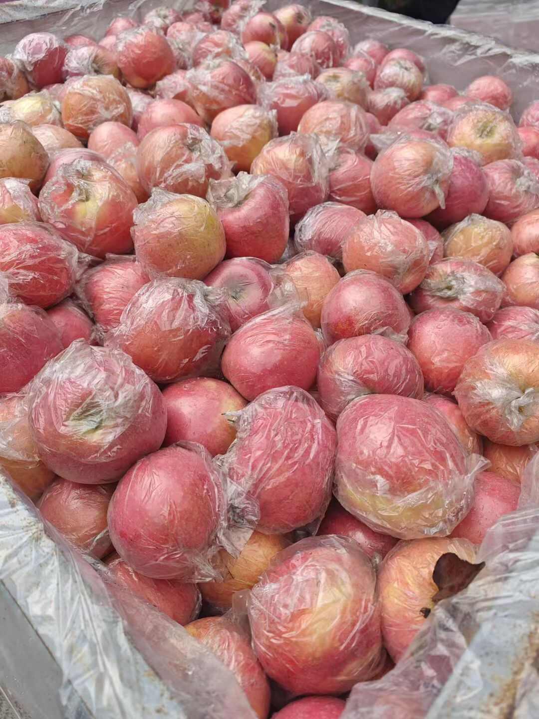 山西红富士苹果