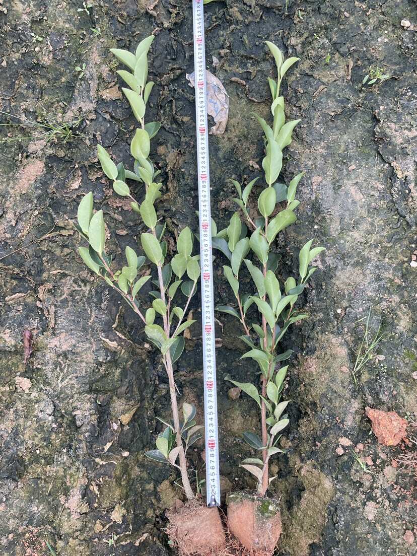 长林三年嫁接小杯苗，基地批发，大量有货