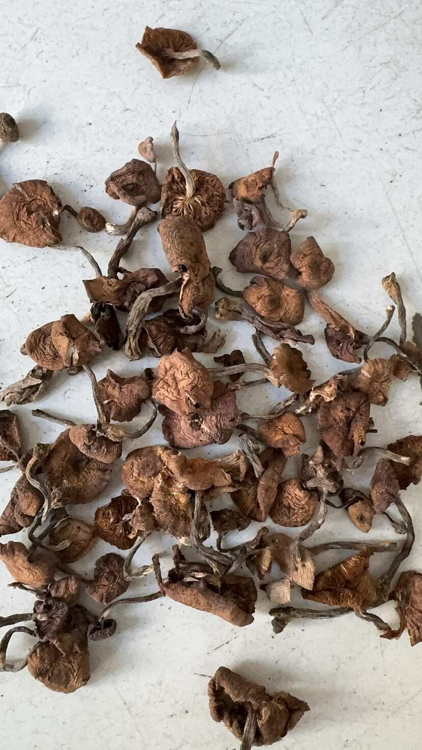 东宁榛蘑森林山上采摘当年新榛蘑