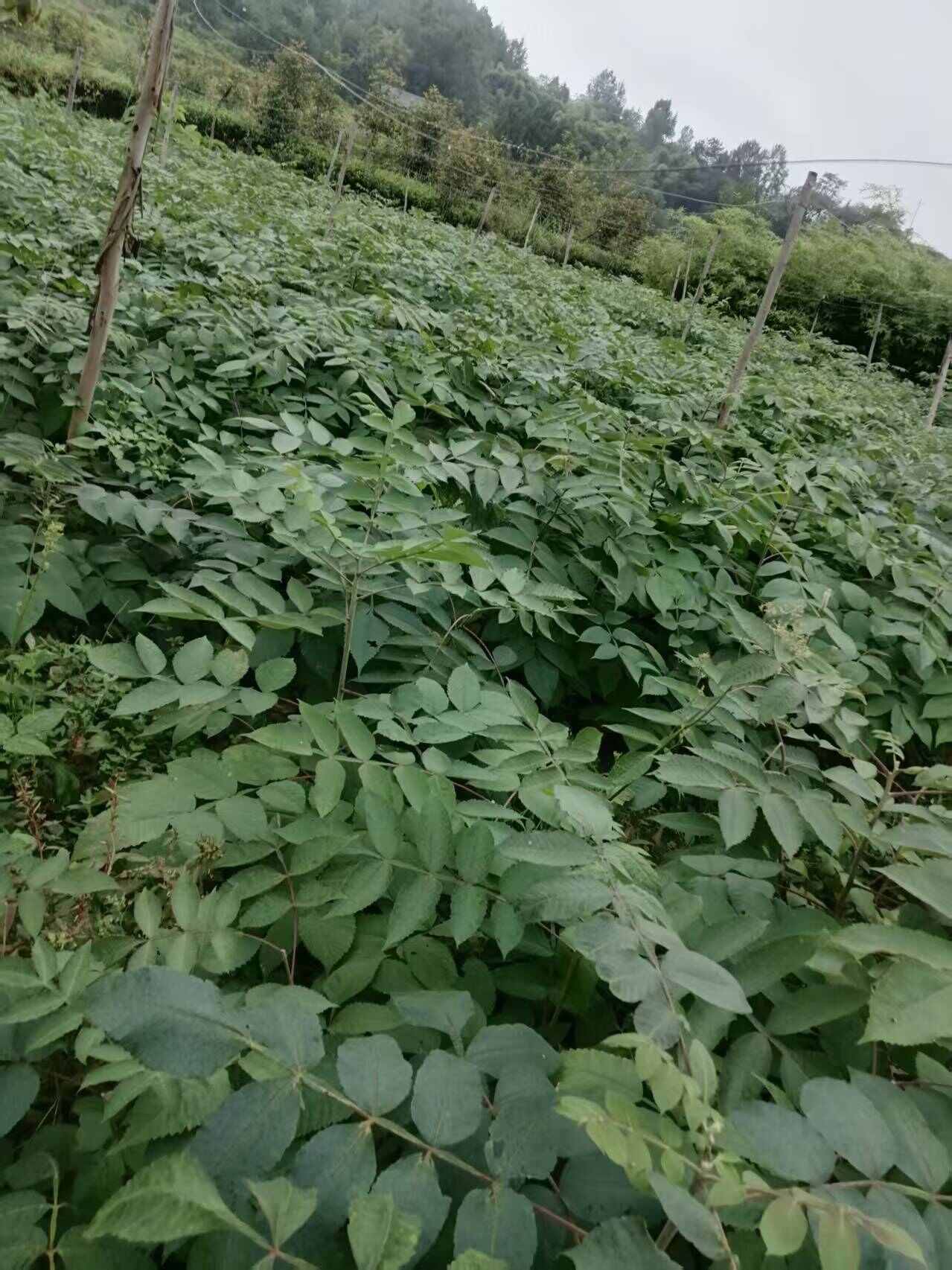 盐肤木容器苗，
