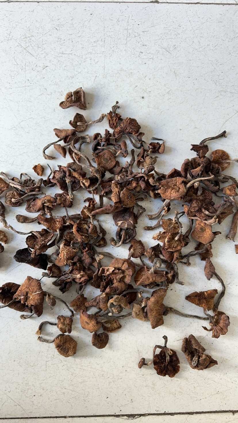 东宁榛蘑森林山上采摘当年新榛蘑