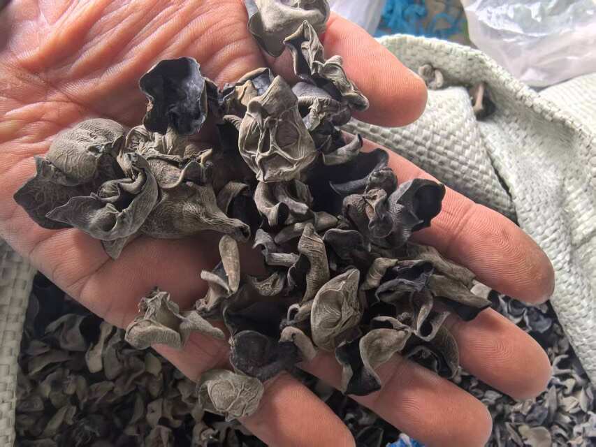 东宁黑木耳大地泡发比高常年批发原产地