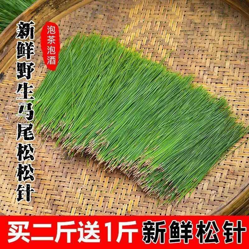贵州黔西南松针，