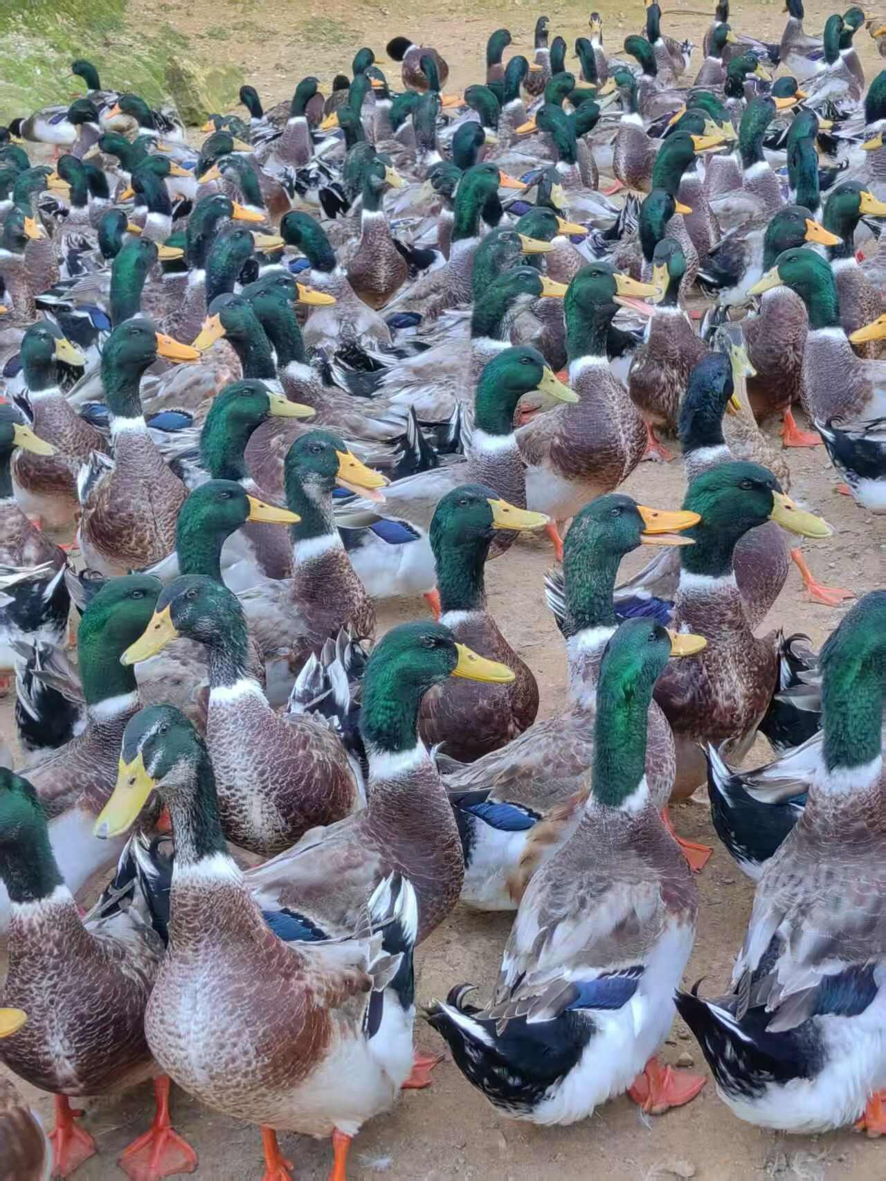 大青56一个平均6.23