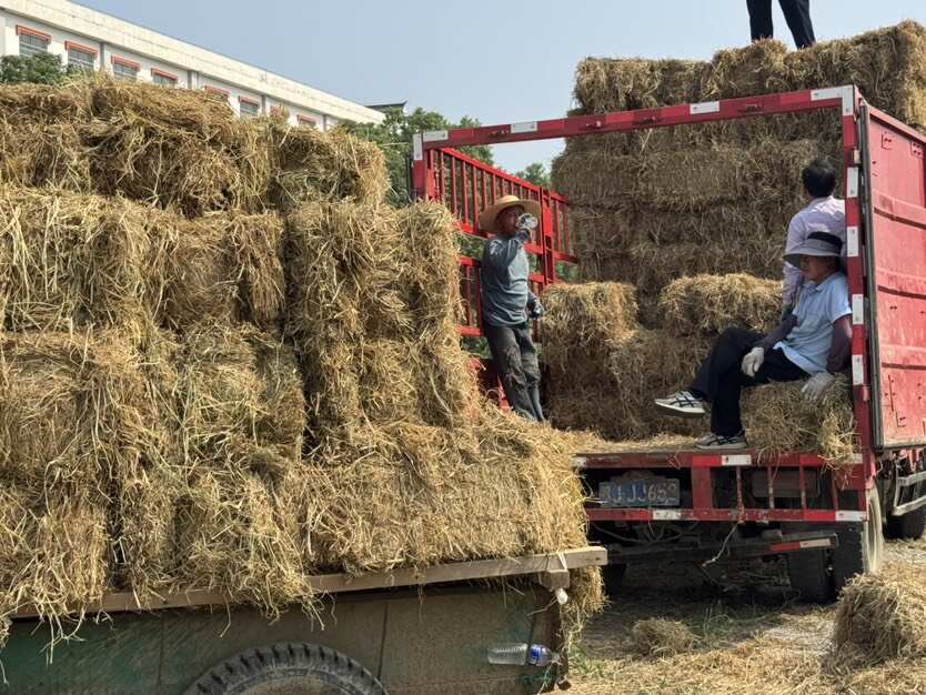 湖北蕲春稻草秸秆饲料 牛羊马适用 整车发货可开票