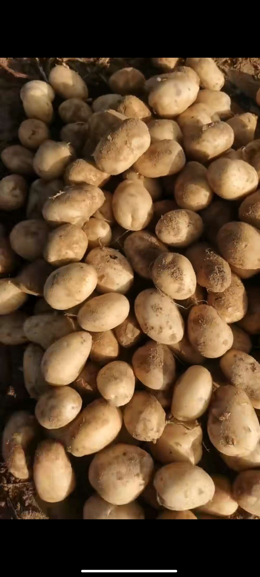 陕西榆阳V7土豆