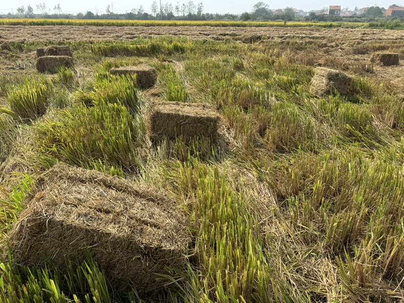 湖北蕲春稻草秸秆饲料 牛羊马适用 整车发货可开票