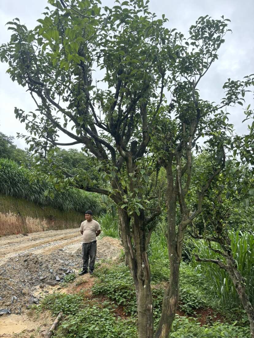 8-50公分古茶树