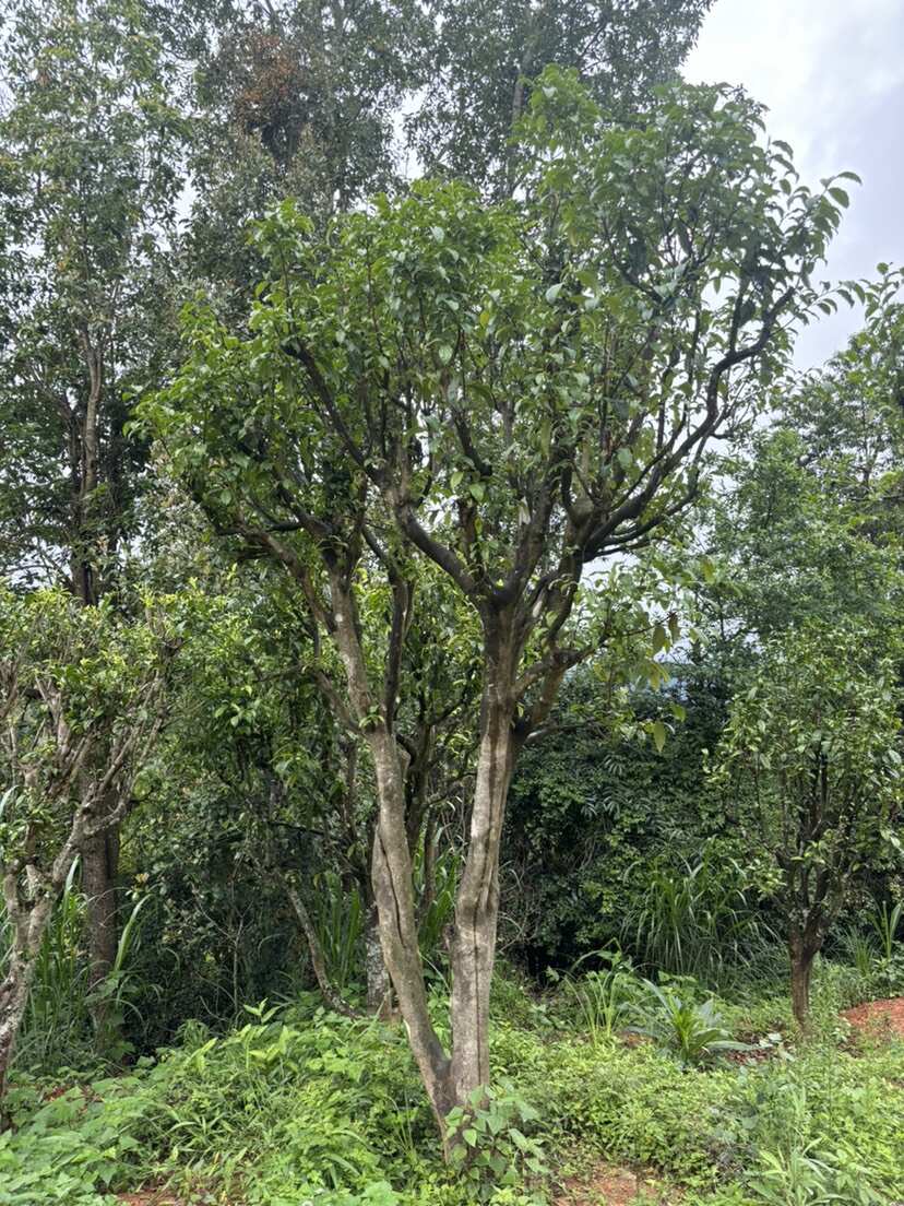 8-50公分古茶树