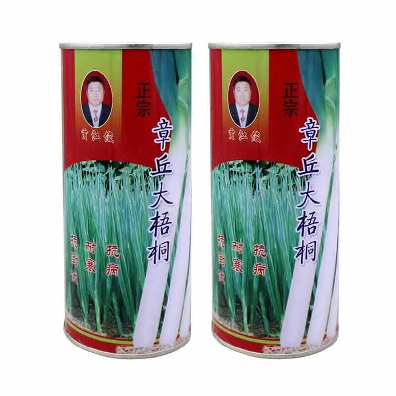 铁杆葱杂交品种抗病耐寒葱白硬且瓷实叶片直立