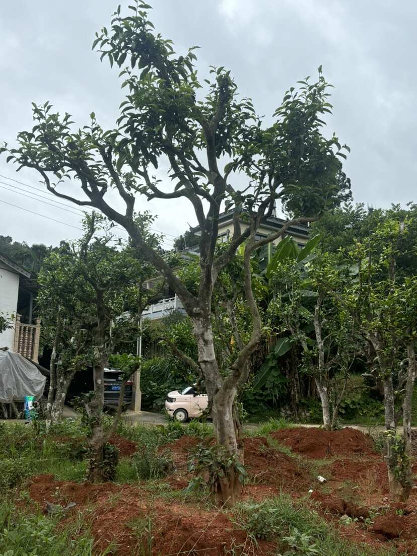 8-50公分古茶树