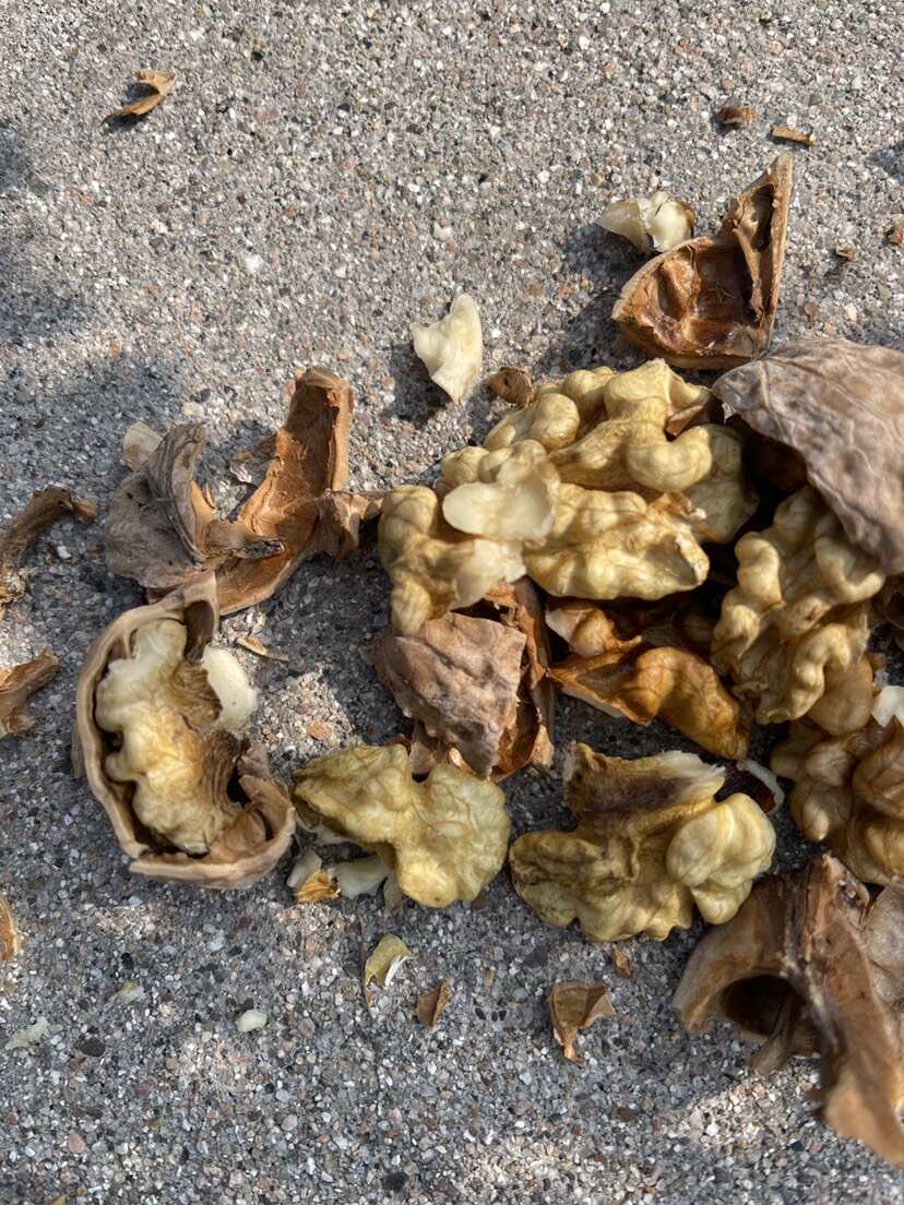 家种核桃皮不厚肉多
