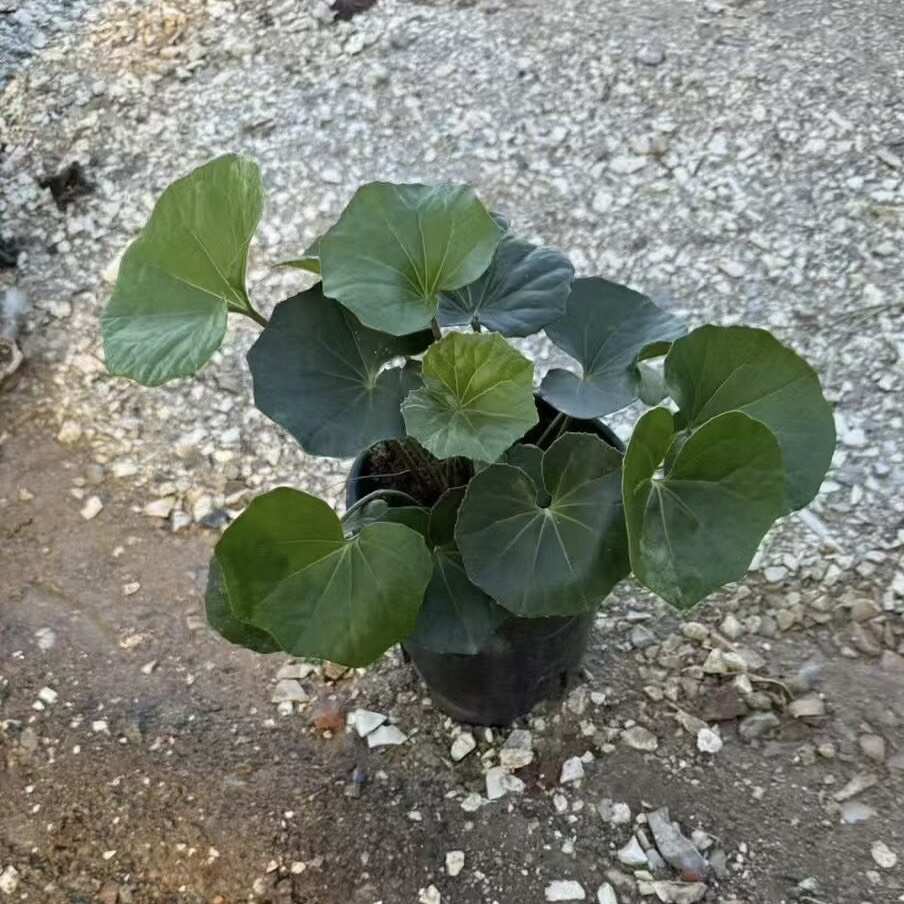 大吴风草 出售 福建 供应 批发 零售 小 袋 杯 盆 苗