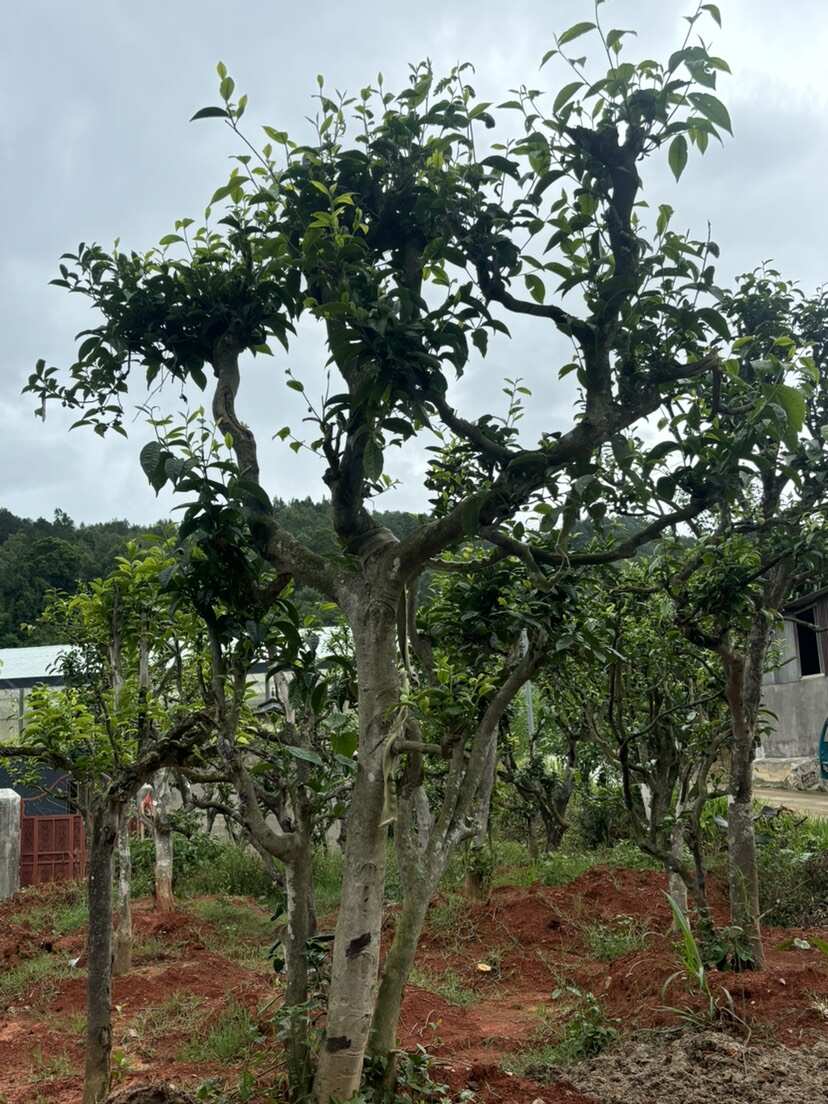 8-50公分古茶树