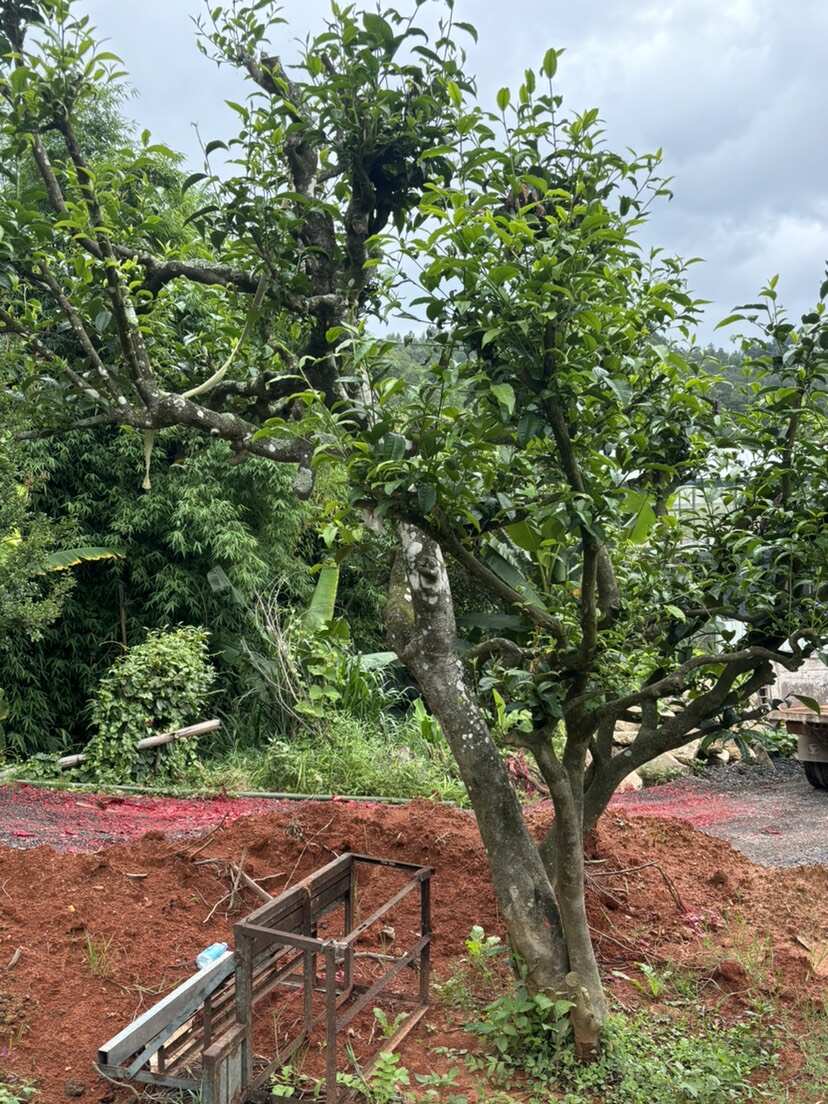 8-50公分古茶树