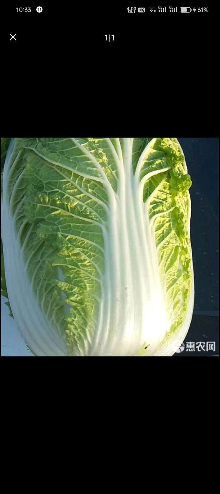 黄心大白菜