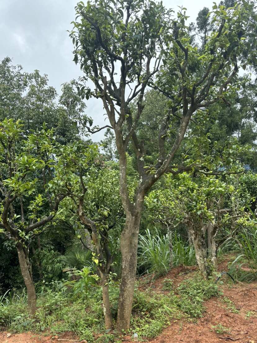 8-50公分古茶树