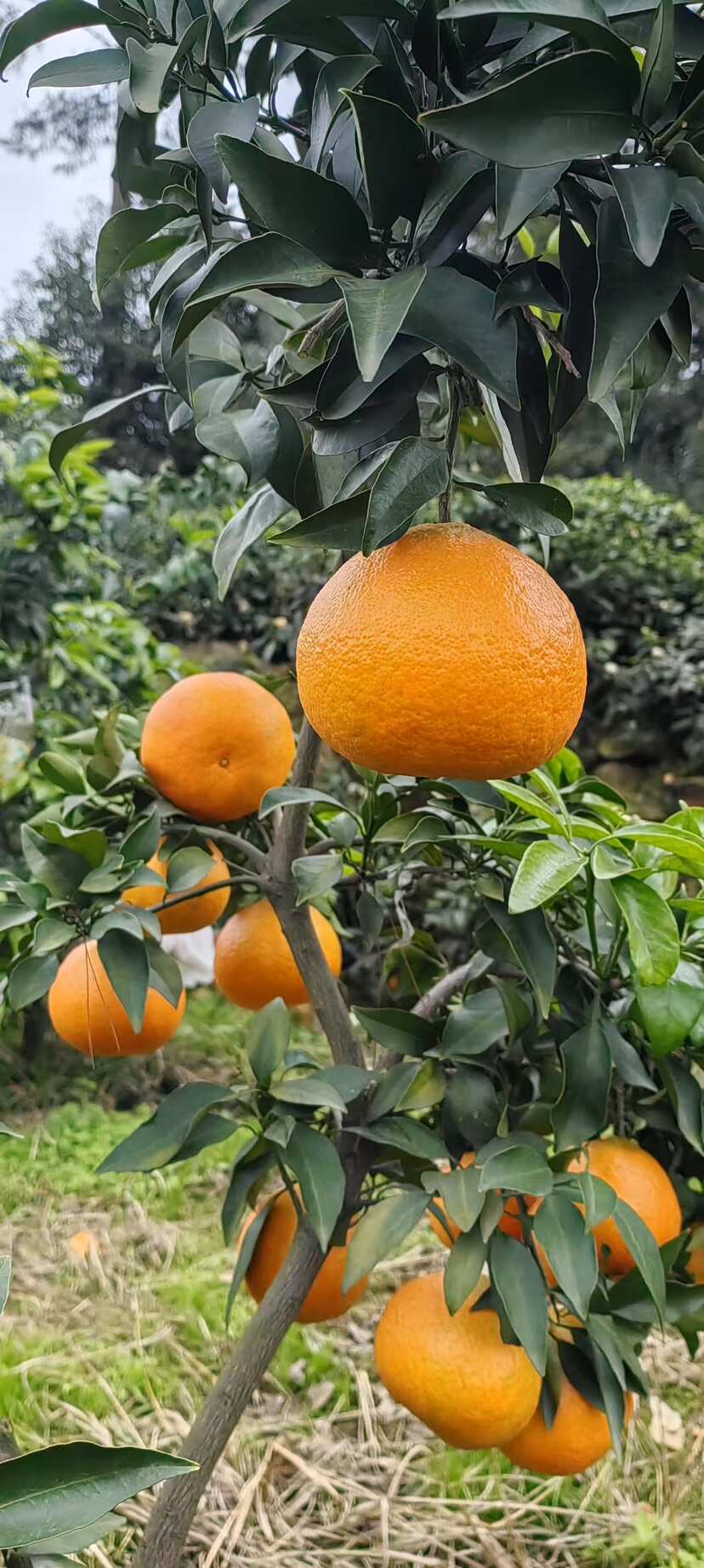 爱媛