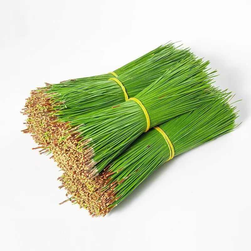 贵州黔西南松针，