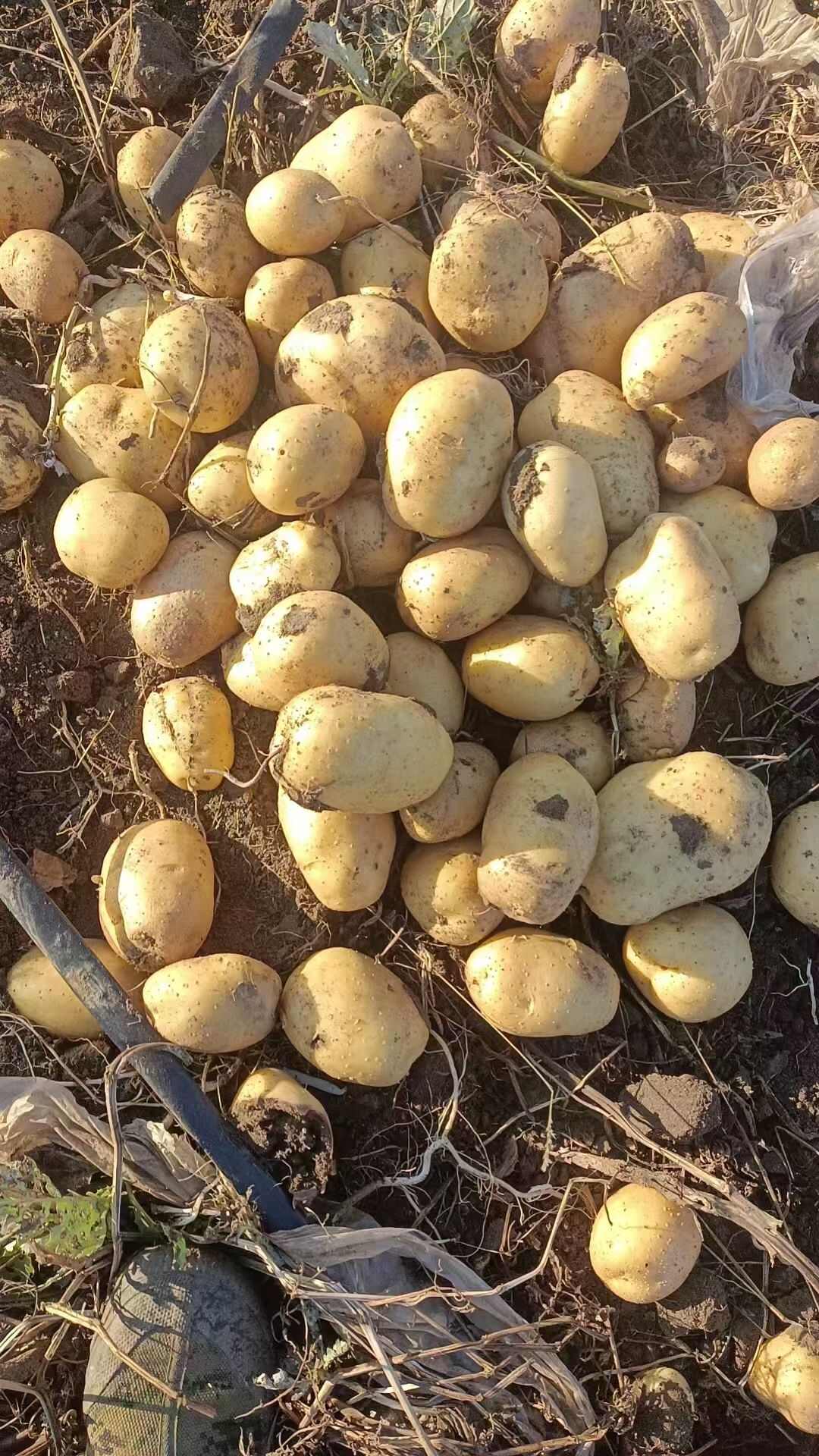 优质新鲜土豆批发，大量稳定供货