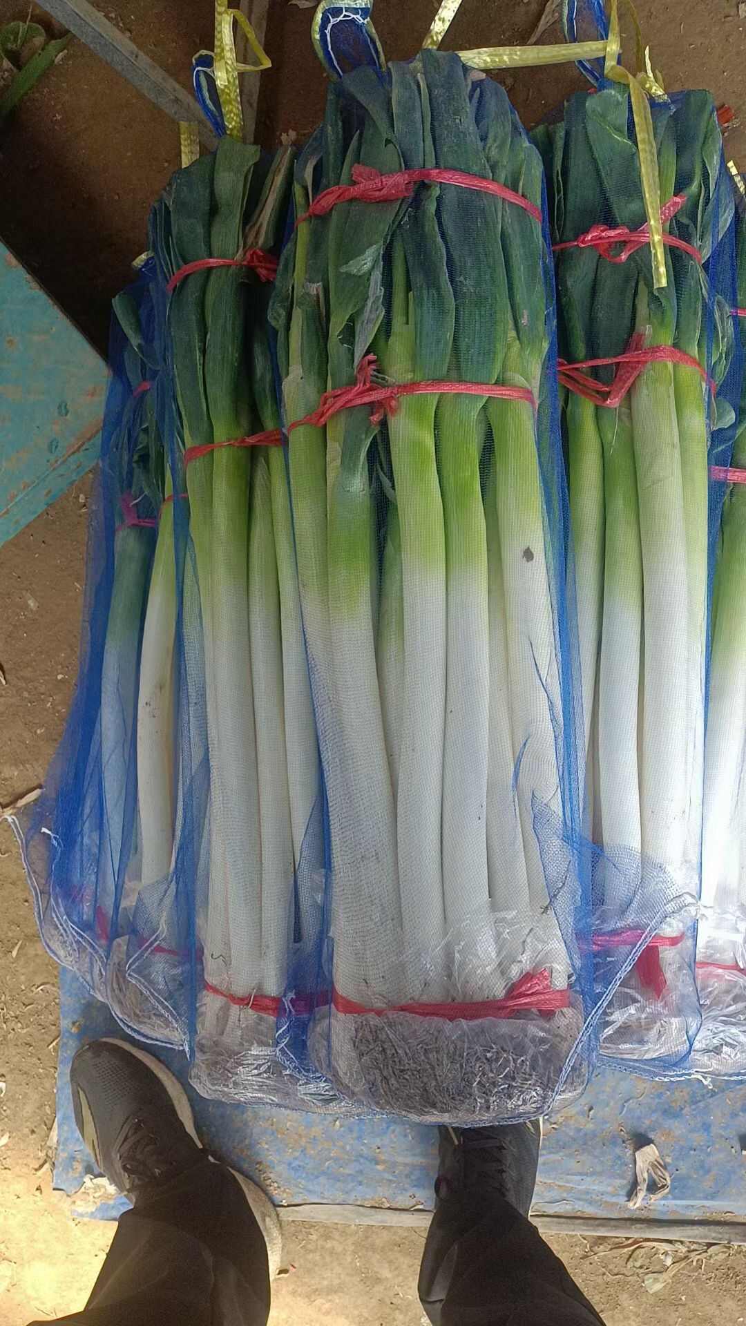 铁杆葱杂交品种抗病耐寒葱白硬且瓷实叶片直立