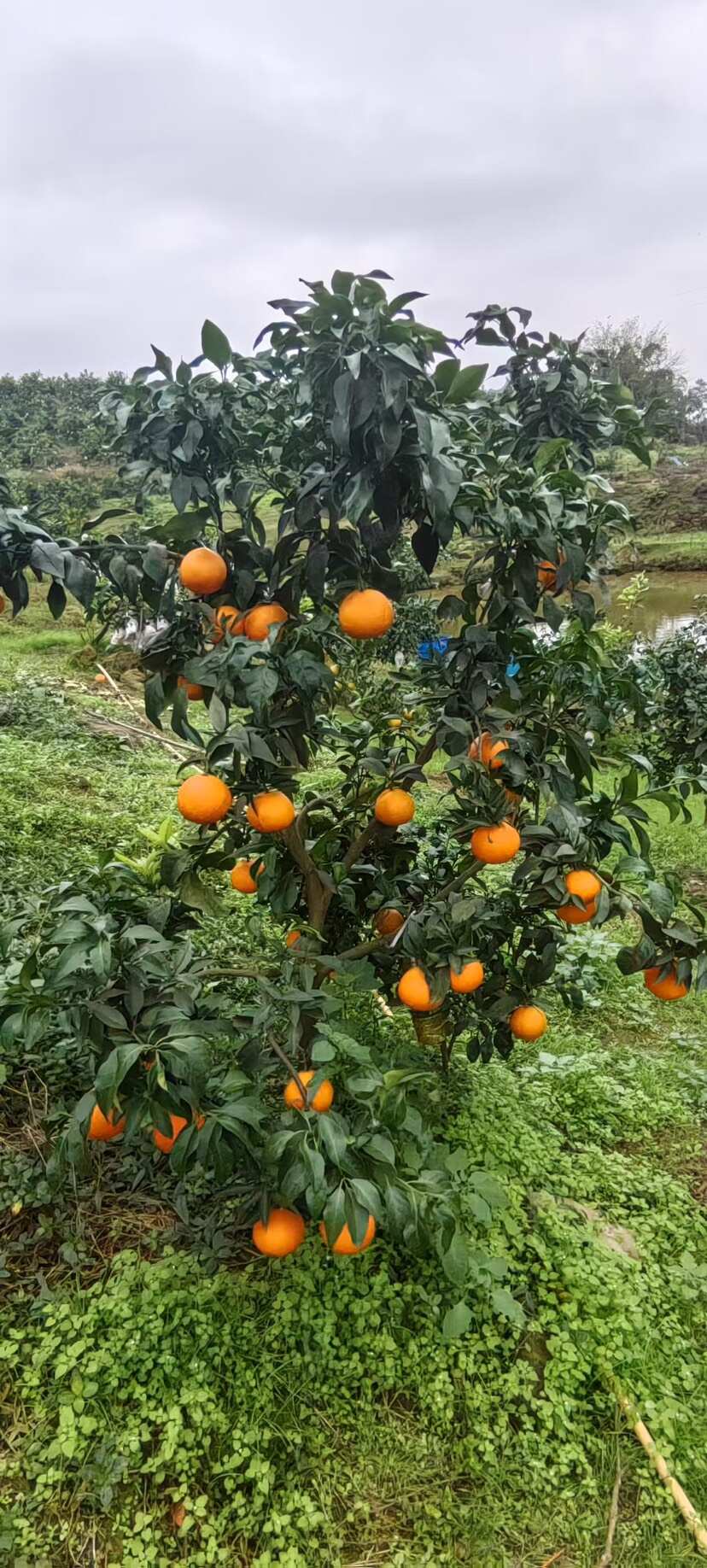 爱媛