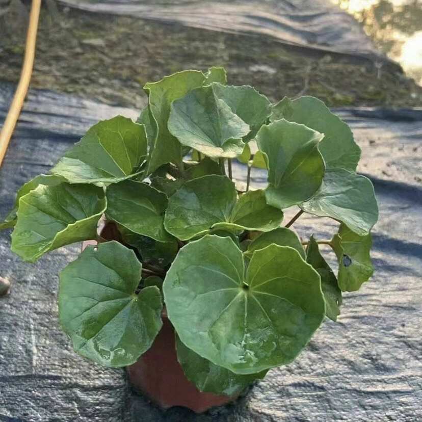 大吴风草 出售 福建 供应 批发 零售 小 袋 杯 盆 苗