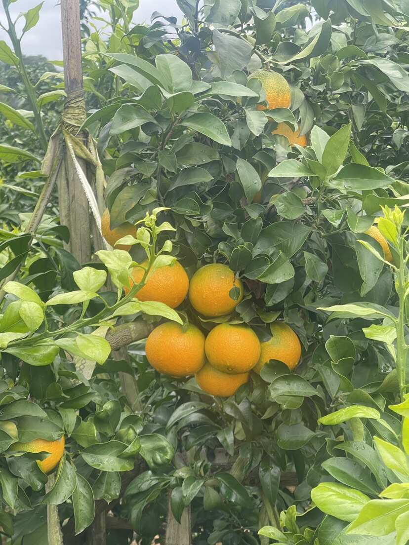 自家种植爱媛果冻橙 千亩果园