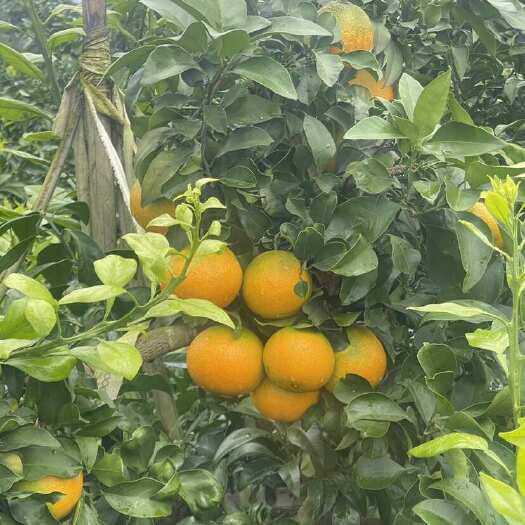 自家种植爱媛果冻橙 千亩果园