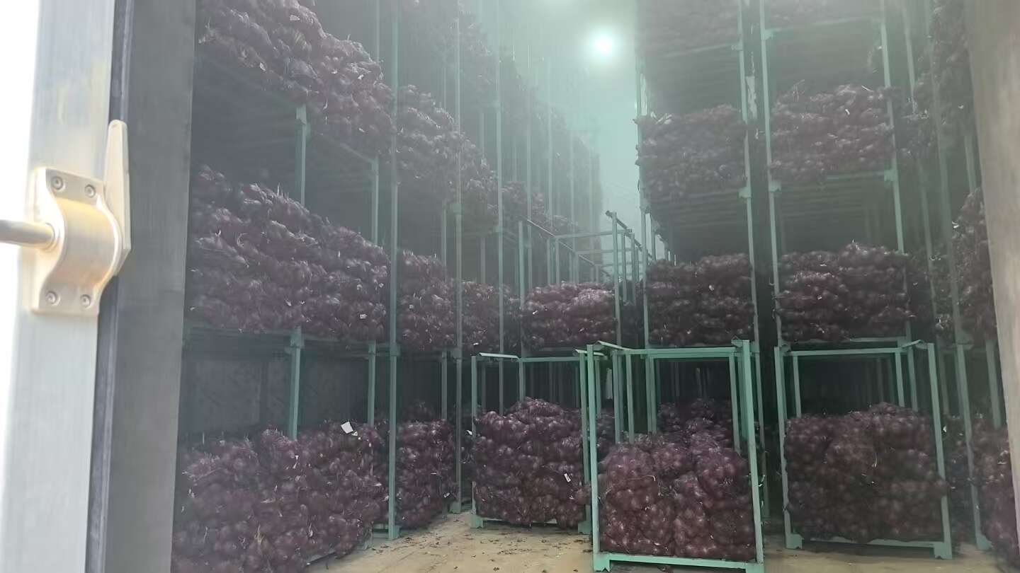 云南一号 紫皮洋葱 货美价廉 量大