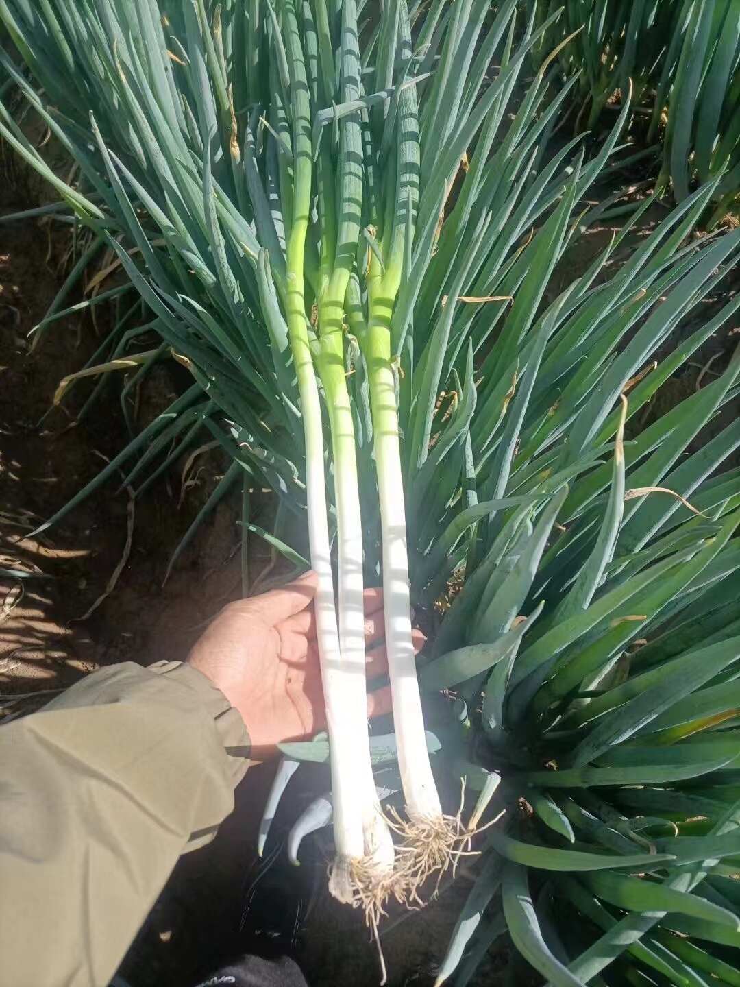 铁杆葱杂交品种抗病耐寒葱白硬且瓷实叶片直立