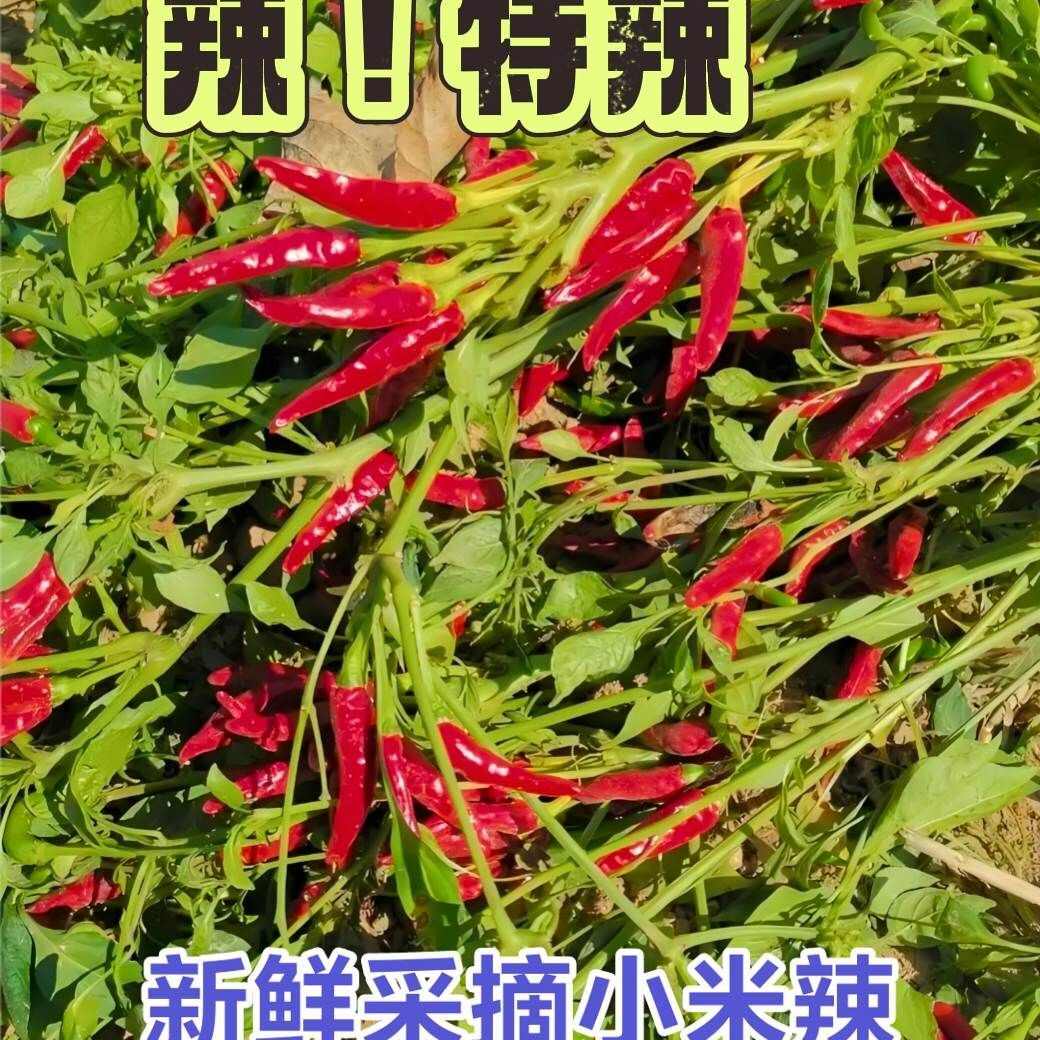 辣椒小米辣云南产地直供一件代发市场批发社区团购供货