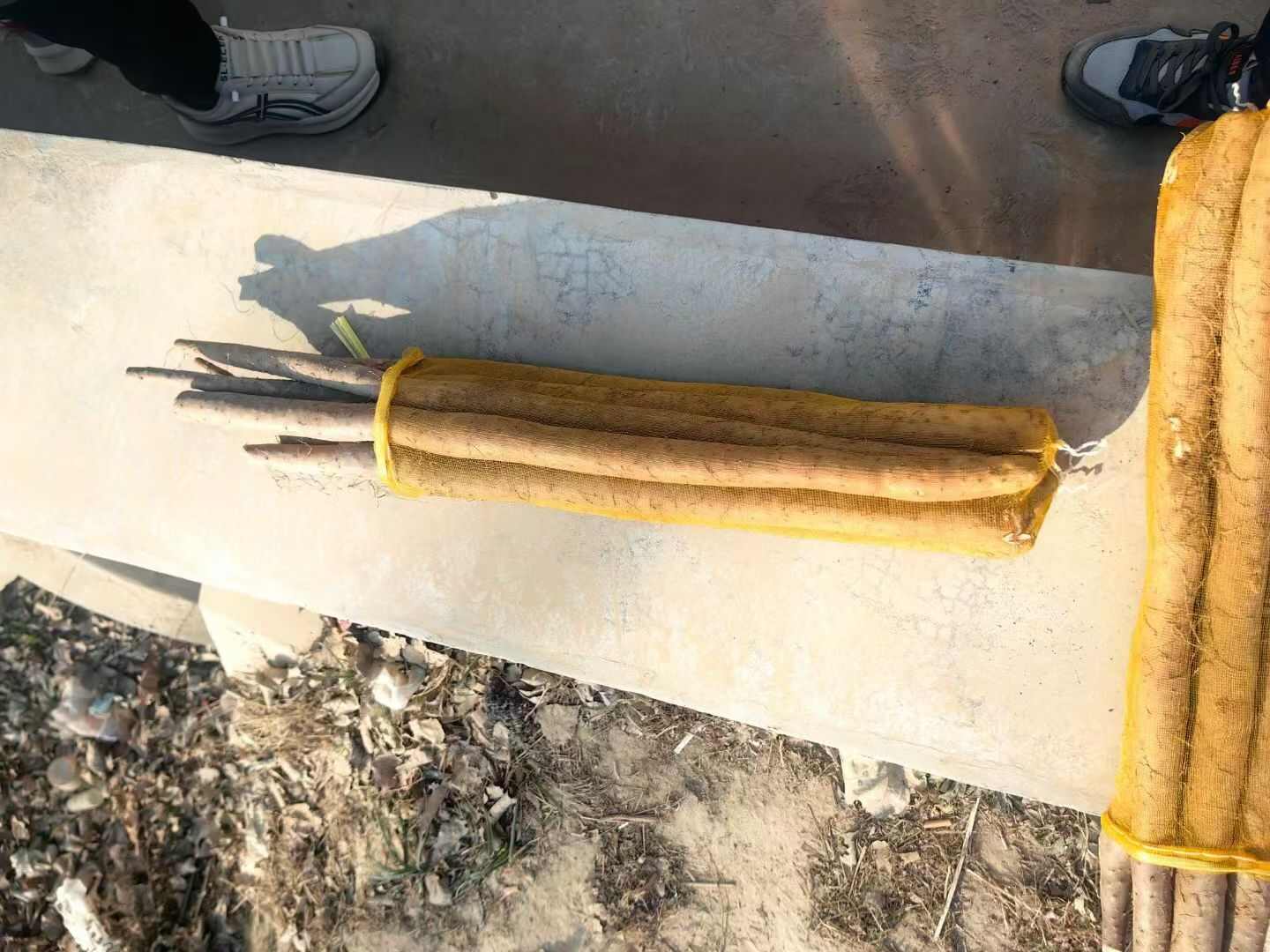 大名白玉山药2025年开始挖支持各种包装