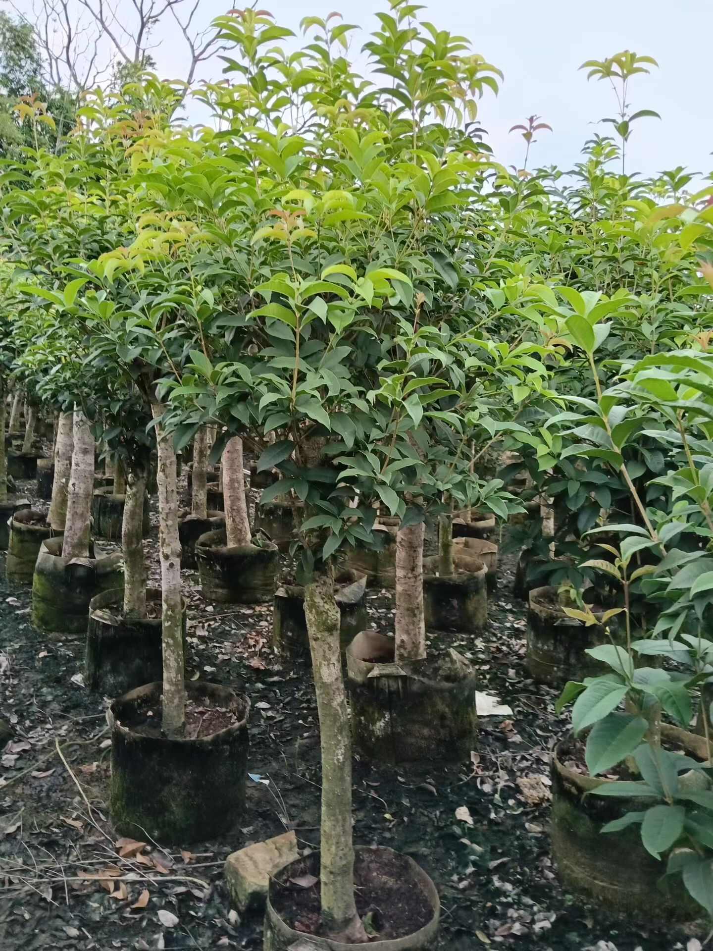 广西钦州四季桂苗木 产地直销品质优选