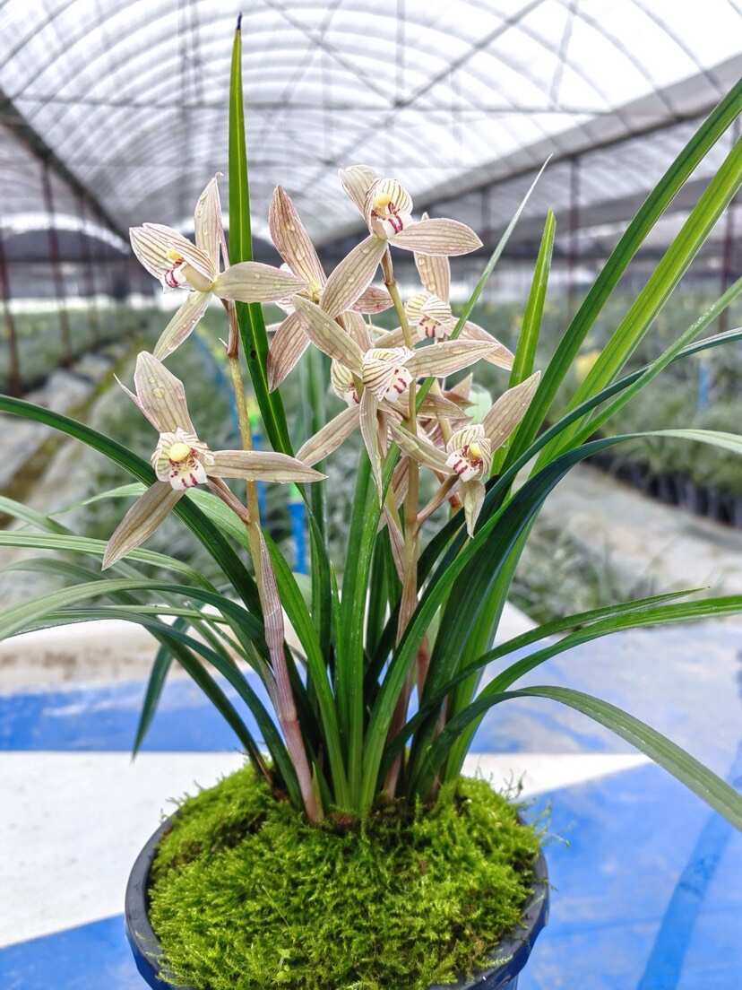 四川成都春剑兰花苗优质供应（各种品种齐全）