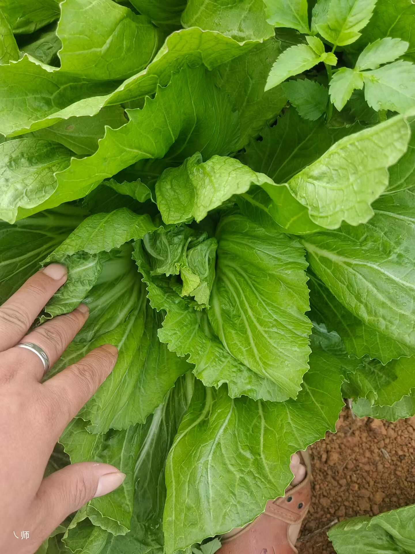 芥菜大量上市，欢迎老板订购