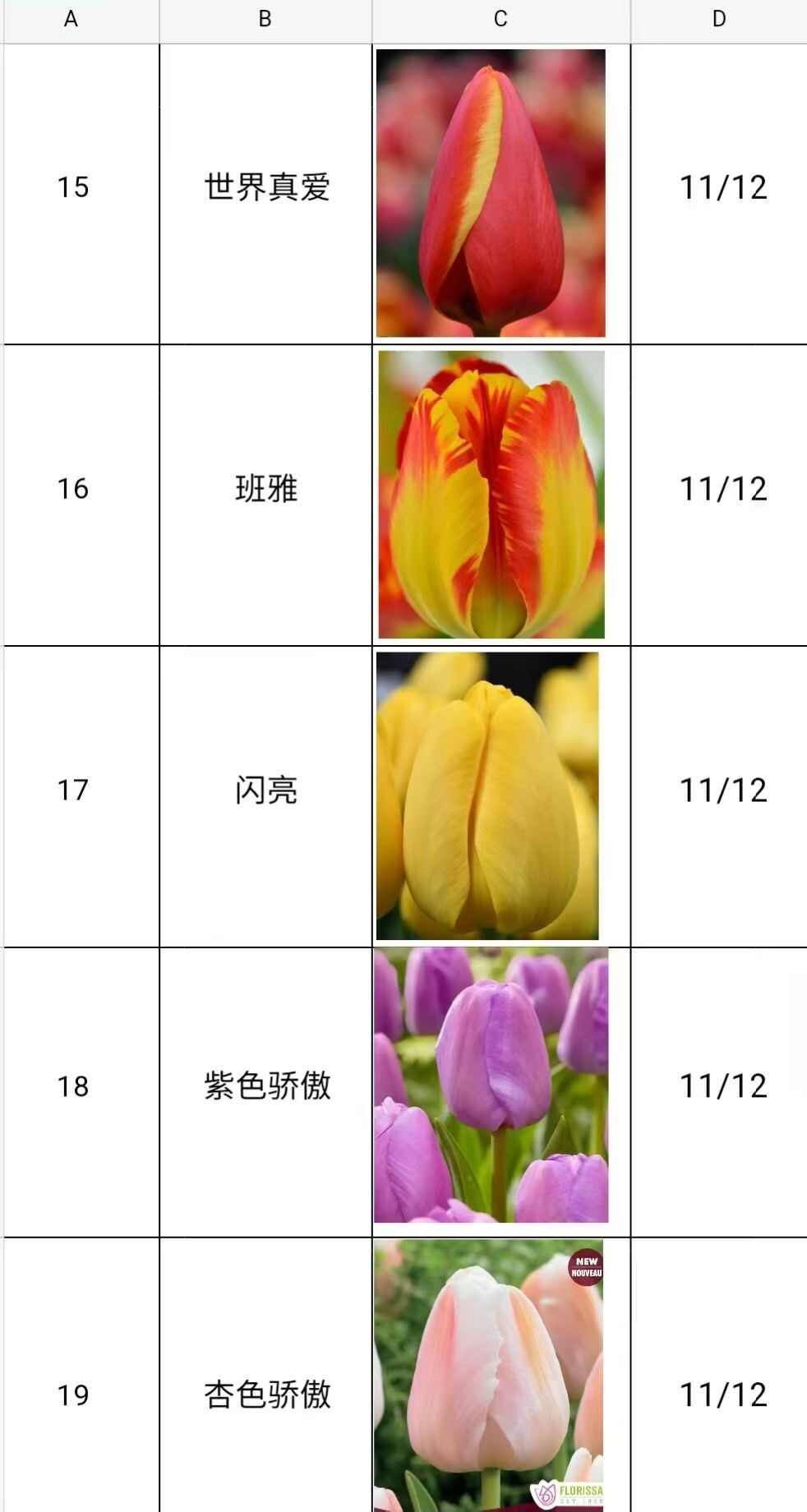 荷兰郁金香种球花色多品种齐全家庭盆栽绿化花海