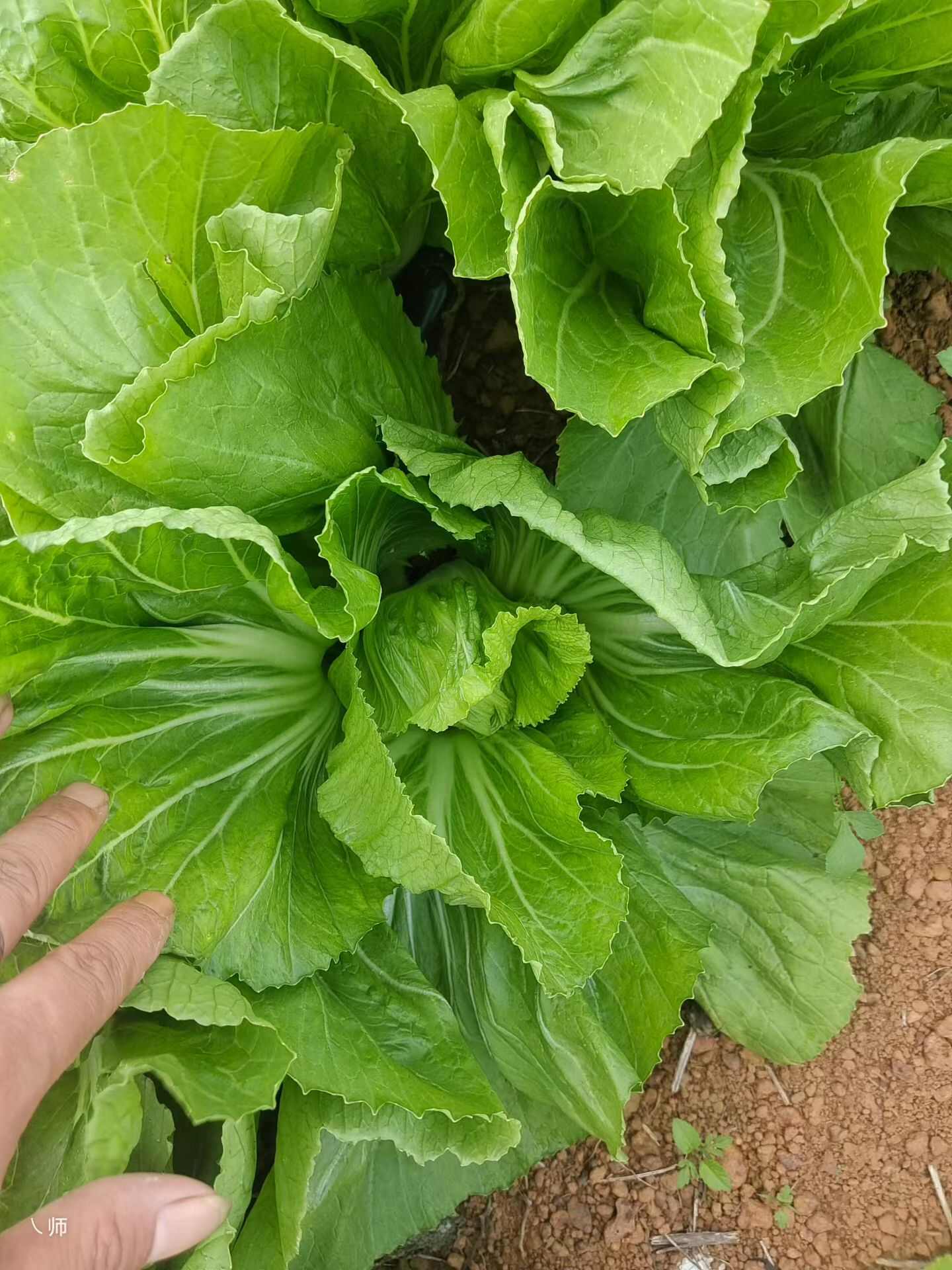 芥菜大量上市，欢迎老板订购
