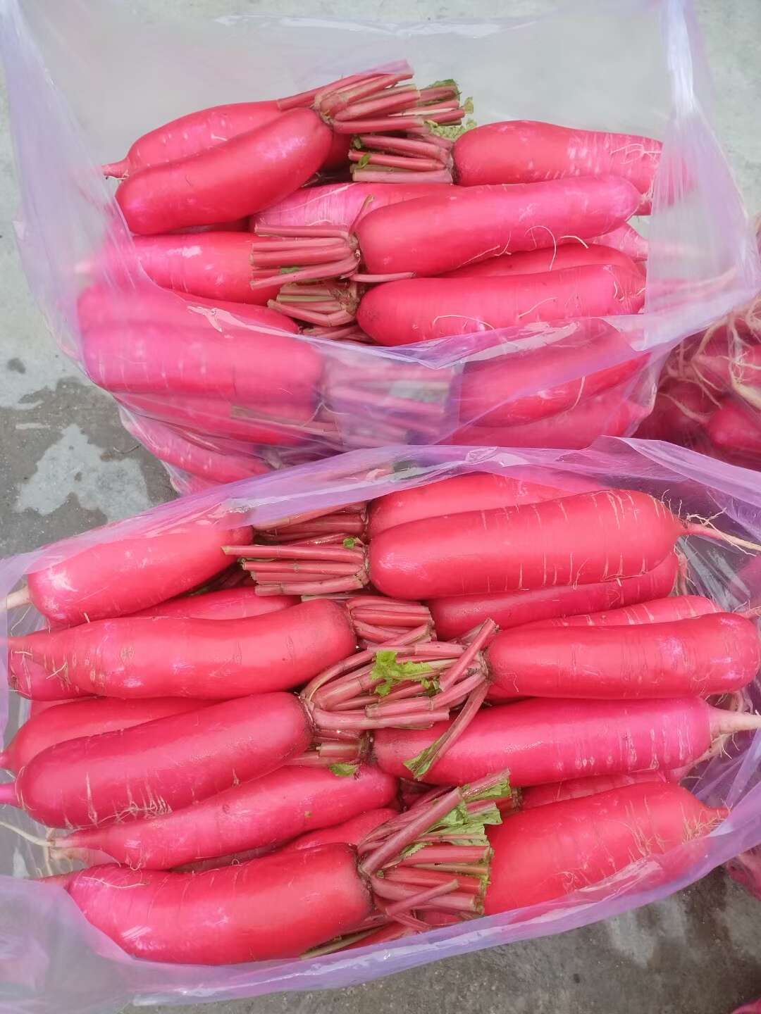 红皮小萝卜。大量有货，价格不高