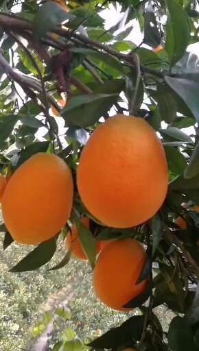 湖北纽荷尔橙大量上市个大皮薄口感甜颜色火红