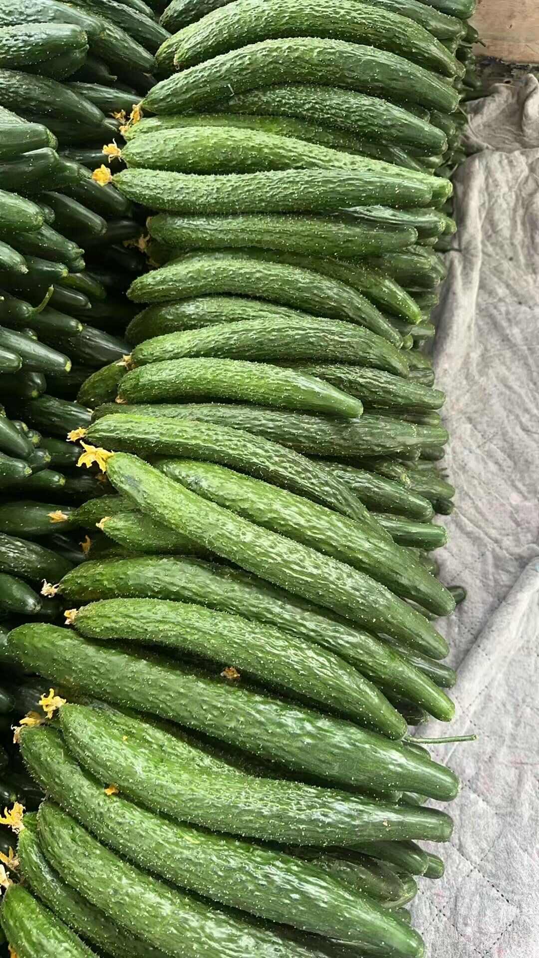 通货黄瓜基地掉价，直供食堂，工厂切片等等。