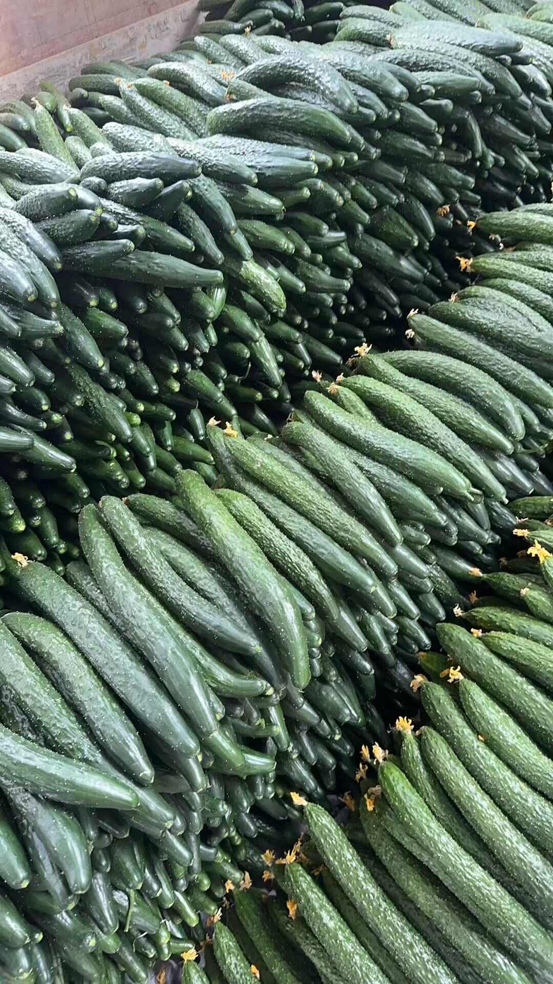 通货黄瓜基地掉价，直供食堂，工厂切片等等。