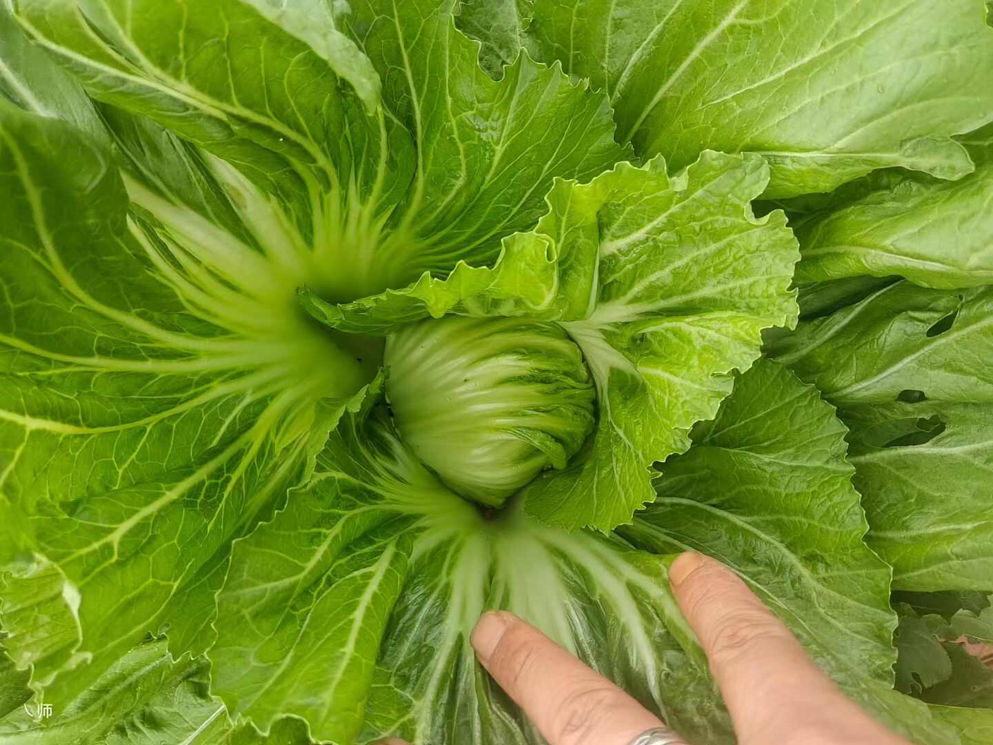 芥菜大量上市，欢迎老板订购