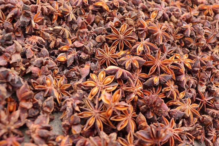 广西防城港有机大红八角 原产地直供