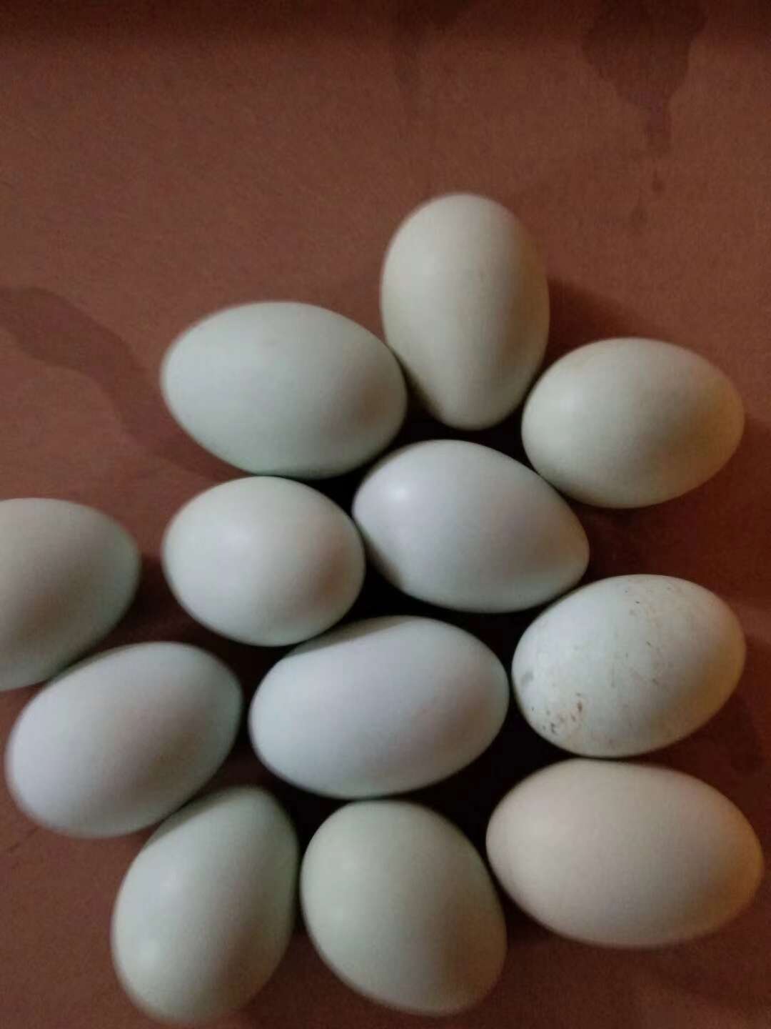 乡村土鸡蛋